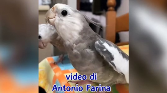 Dal CatanzareseIl pappagallo fischietta la storica sigla della famiglia Addams: il video diventa virale