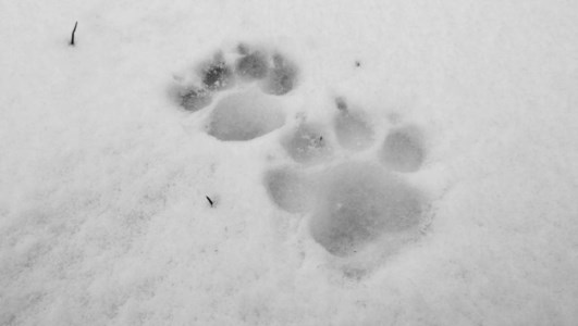 Impronte di lupo sulla neve, foto di Explore casta