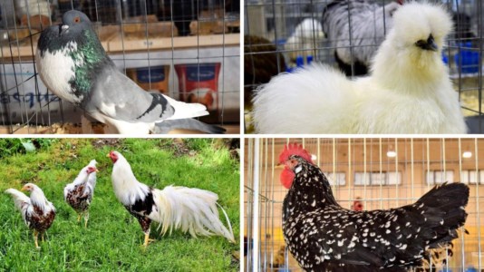 L’eventoGalline, galli e colombi pronti a sfoggiare la loro bellezza: a Feroleto una sfilata speciale
