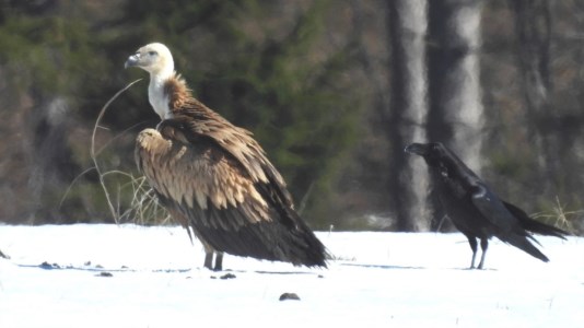 L’avvoltoio Grifone avvistato in Sila in compagnia di un corvo