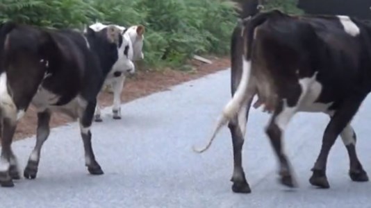 Vacche sacrePascolo abusivo all’interno del parco nazionale d’Aspromonte: denunciati due imprenditori agricoli di Platì