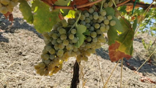AgricolturaBivongi, la battaglia di Danilo Lavorata per la valorizzazione del vino doc