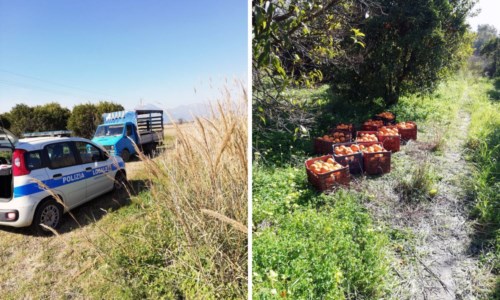 Nel CosentinoCassano, rubano quintali di arance da un terreno comunale per rivenderle illegalmente: denunciati
