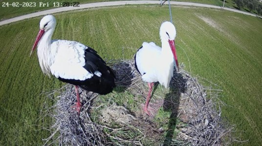 Il liveUna webcam nel nido delle cicogne, ritorna in Calabria il progetto il monitoraggio della Lipu