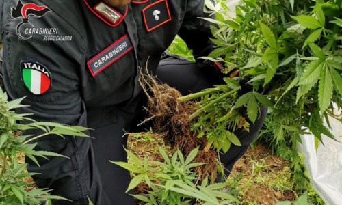 Lotta allo spaccioRitrovate 100 piante di marijuana nascoste tra la vegetazione nel Reggino: arrestato 52enne