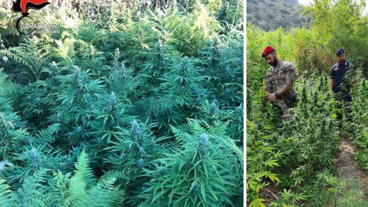 La piantagione di cannabis scoperta nel Comune di San Roberto