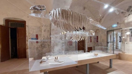 Nuova vesteCetacei che nuotavano nelle acque vibonesi milioni di anni fa, a Tropea riapre il Museo del mare