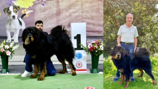 Il cucciolo di Tibetani Mastiff campione dei balcani e il suo allenatore Francesco Mancina
