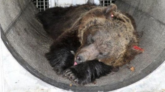 L’orsa Jj4 catturata la scorsa notte (foto La Repubblica)