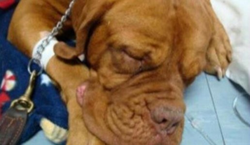 Il casoNon ha i soldi per pagare il veterinario, il cane muore dopo il rifiuto di 2 cliniche: «Chiesti 1500 euro per l’intervento»