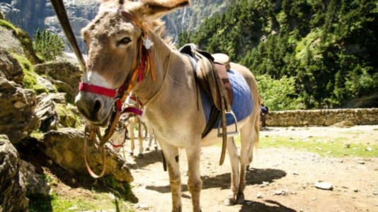 Dal trekking a dorso di mulo ai capolavori di Aspromonte, i nostri consigli per il weekend del 25 aprile