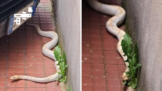 Fuga terminataFinisce la caccia al pitone nel Vibonese: ritrovato per le vie di Serra San Bruno il serpente di circa 2 metri