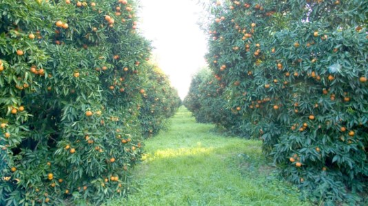 AgricolturaLa Calabria investe sulla frutta, dal Psr 12 milioni di euro per finanziare nuovi impianti