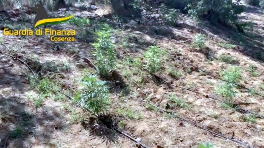 L&rsquo;operazioneSequestrate tre piantagioni di marijuana nel Cosentino: eseguite quattro misure cautelari