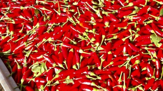 L’eventoHOTtobre Piccante, a Roma tre giornate per il Peperoncino Festival