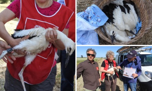 Il progettoCicogne in Calabria, tornano le iniziative Lipu per “adottare” esemplari appena nati