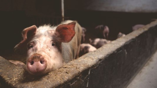 L’emergenzaPeste suina, nella nuova ordinanza più controlli sulle carni e deroghe per la movimentazione degli animali
