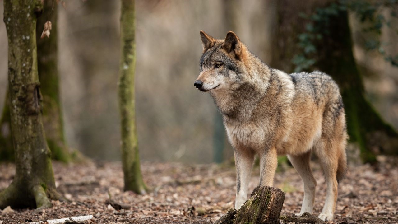 Wolfnext Prosegue Il Monitoraggio Del Lupo Nel Parco Nazionale Dell
