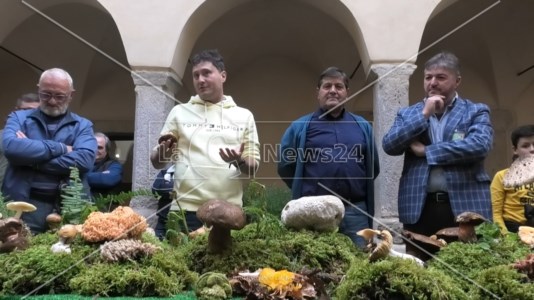 La manifestazioneI funghi del sottobosco calabrese celebrati a Paola da Nicolò Oppicelli, il micologo più quotato d’Italia