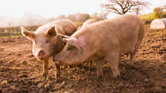 Allarme rossoNel Reggino la peste suina rischia di travolgere l’intera filiera delle carni, sindaci e produttori nel caos