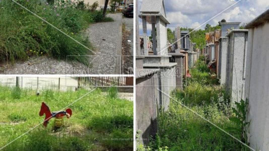 Degrado urbanoBenvenuti nella jungla di Acri: assediata dalle erbacce e dai cani randagi