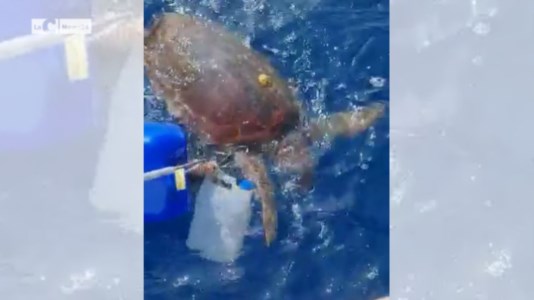 Il salvataggioVibo Marina, tartaruga resta impigliata a una boa: due pescatori la liberano e riprendono la scena