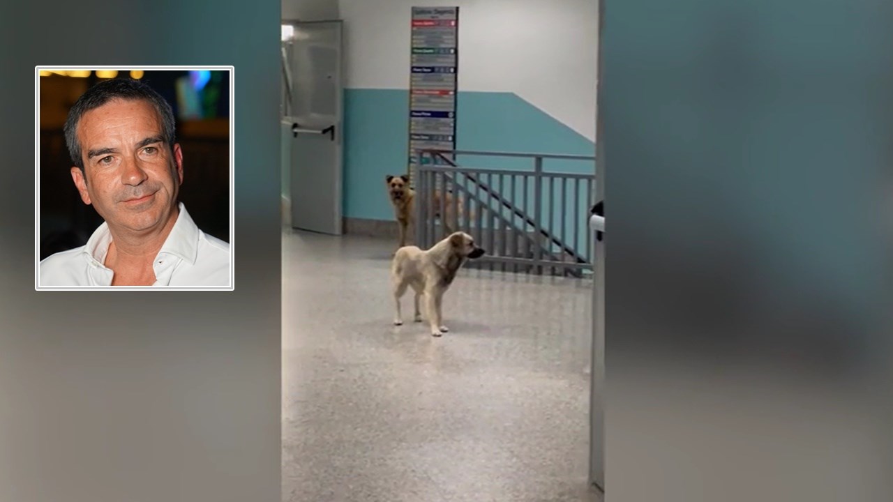 I cani randagi filmati nell’ospedale di Lamezia. Nel riquadro, Roberto Occhiuto