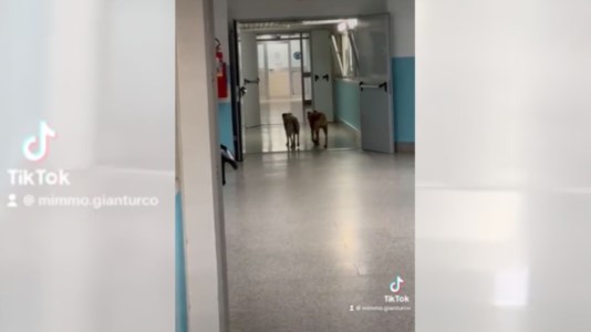 La denunciaCani randagi a spasso tra i reparti dell’ospedale di Lamezia: «Oltre il limite della sopportazione» - VIDEO