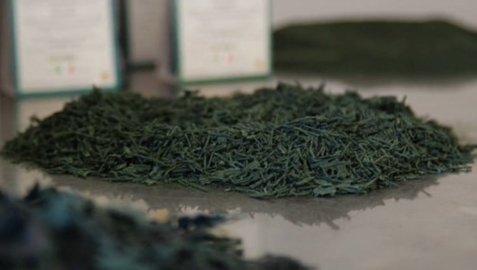 Nell’antichità era conosciuta come il nettare degli dei, ecco i mille usi dell’Alga spirulina eccellenza di Calabria