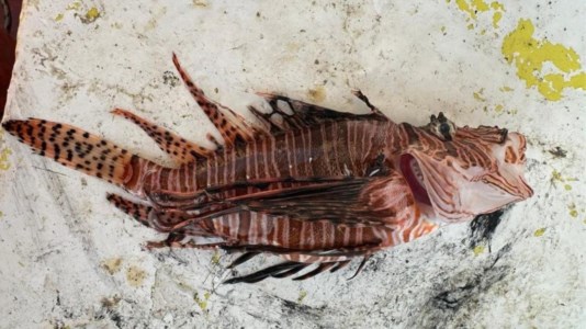 Il pesce scorpione catturato a Le Castella