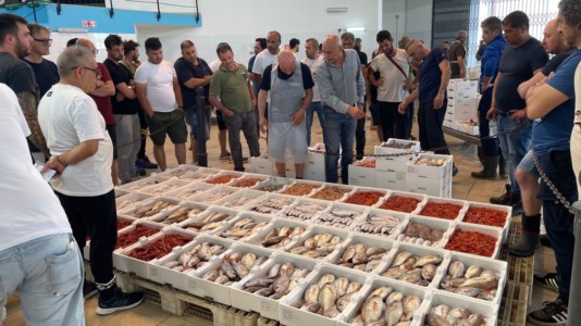 LongformGli ultimi pescatori nel recinto delle grida dell’asta di Schiavonea