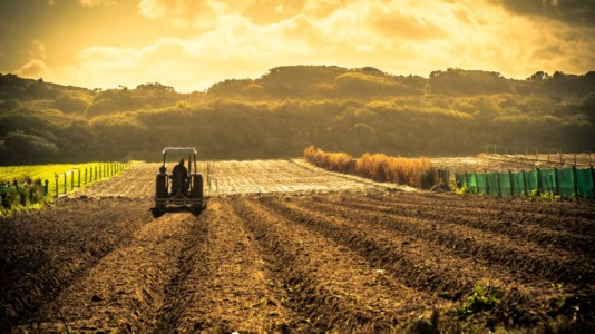 Estate roventeEccezionale ondata di caldo, scatta il divieto di lavoro in agricoltura nelle ore più a rischio