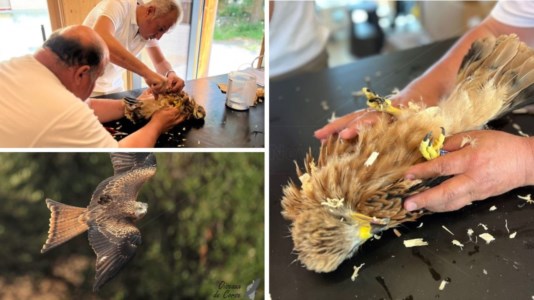 Ritorno a casaEstinto nell’800, il nibbio reale torna in Calabria: esemplari dalle Alpi svizzere pronti a ripopolare l’Aspromonte