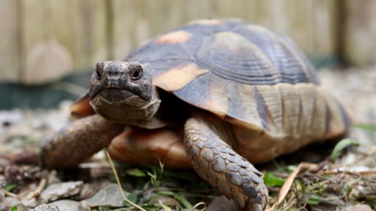 DenunciatoAveva in casa un allevamento abusivo di tartarughe, sequestrati 23 esemplari nel Crotonese