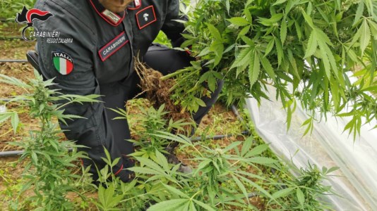 L’operazioneSorpreso a coltivare 100 piante di marijuana, 49enne arrestato dai carabinieri a Canolo
