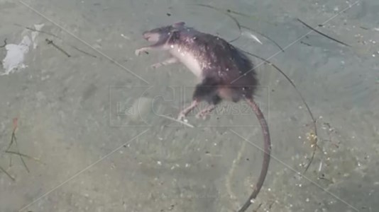 Acque inquinateVibo Marina, topo morto galleggia in mare: il video choc