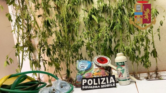Le piante di marijuana sequestrate a Vibo Valentia