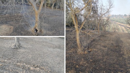 Lo sfogoIncendio devasta un uliveto a Bisignano, la rabbia del titolare: «Distrutto il raccolto 2023 ma non ci arrendiamo»