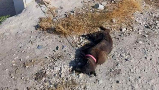 Il cane trovato morto a Mirto Crosia