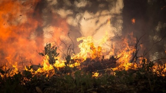 Incendi in CalabriaAncora nessun ristoro per gli imprenditori agricoli che hanno perso tutto nei roghi dell’estate 2021