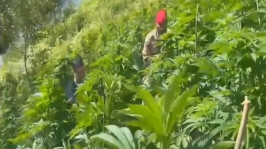 SequestrataScoperta maxi piantagione di marijuana nel Cosentino, arrestato 33enne