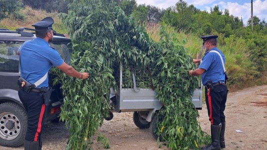 Controlli del territorioPetronà, scoperta una piantagione di cannabis indica: indagini in corso