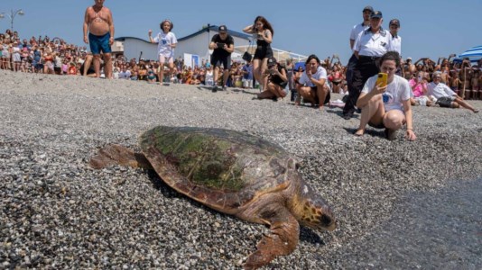 La tartaruga caretta caretta Rea riprende il mare