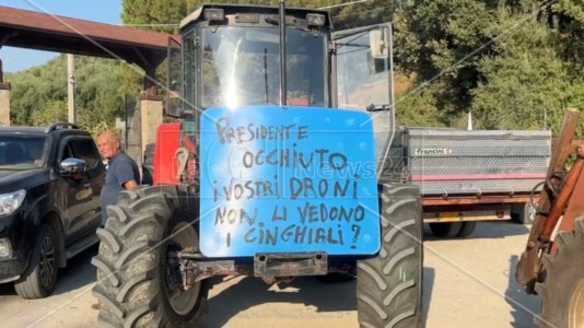 La manifestazioneCinghiali, gli agricoltori dell’alto Crotonese contro l’invasione: protesta a bordo di trattori sulla 106