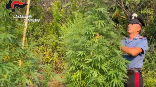 I controlli del territorioDroga, sorpreso a coltivare una piantagione di marijuana: 37enne arrestato nel Catanzarese