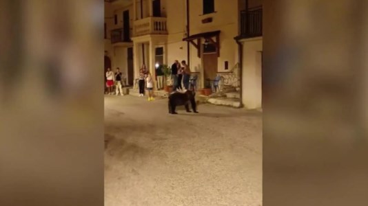 Simbolo del ParcoUccisa a fucilate, l&rsquo;ultimo video dell&rsquo;orsa Amarena a spasso per il borgo in Abruzzo con i suoi cuccioli