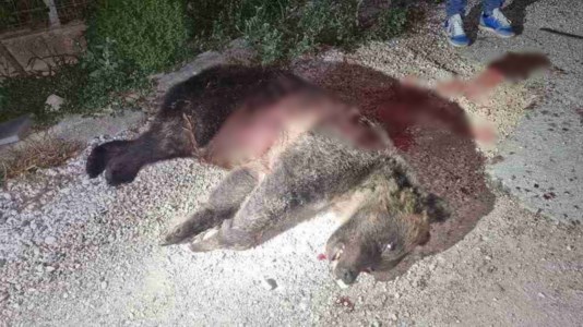 Bestialità umanaUccisa a fucilate l’orsa Amarena, simbolo del Parco nazionale d’Abruzzo: si cercano i suoi due cuccioli