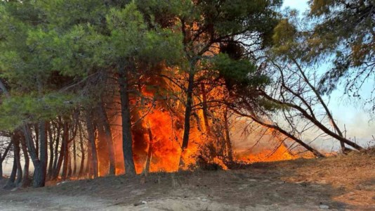Nuovo incendioIsola Capo Rizzuto, in fiamme il bosco del Sovereto. Il sindaco: «Il veto per le edificazioni verrà rafforzato»