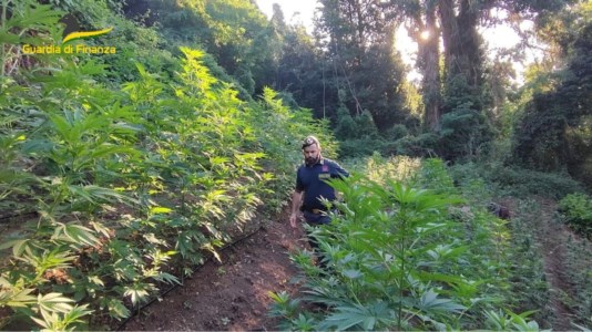 Lotta allo spaccioLamezia Terme, scovate e sequestrate 266 piante di marijuana in una zona montana