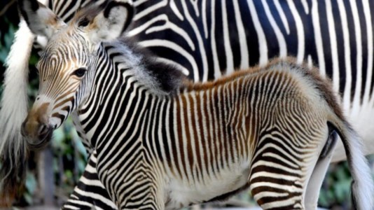 La piccola zebra di Grevy (foto Ansa)